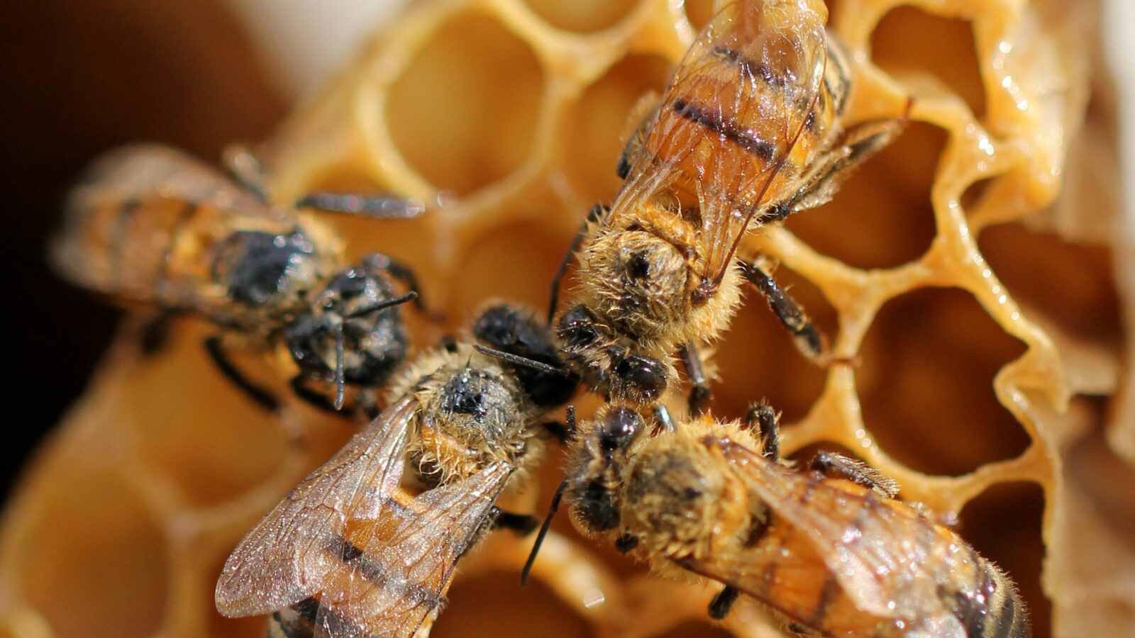 Bees gather on a honeycomb